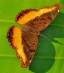 Eurytela dryope angulata