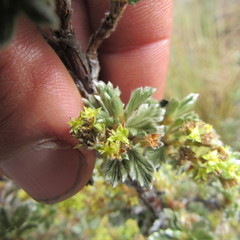 Alchemilla polylepis