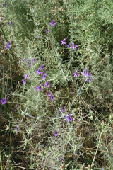 Delphinium consolida paniculatum