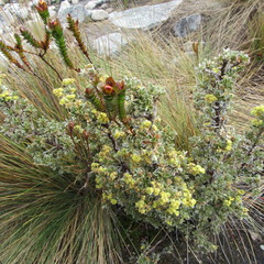 Alchemilla polylepis