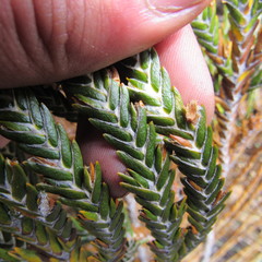 Andicolea complanata