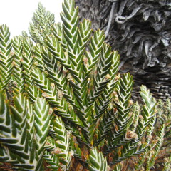 Andicolea complanata