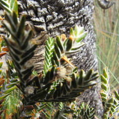 Andicolea complanata