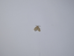 Agaraea minuta