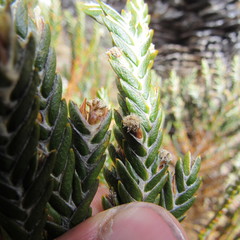 Andicolea complanata