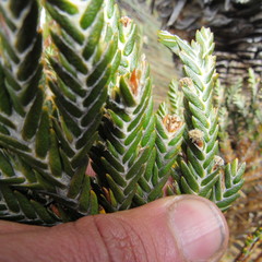 Andicolea complanata