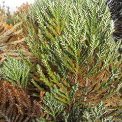 Andicolea complanata