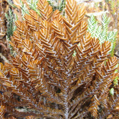 Andicolea complanata