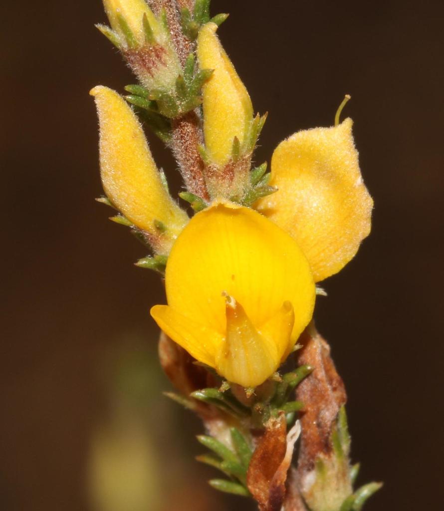 Aspalathus rectistyla
