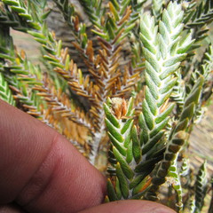 Andicolea complanata