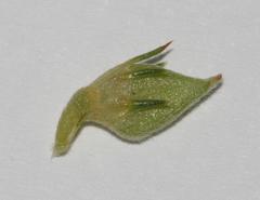 Aspalathus rectistyla