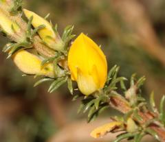 Aspalathus rectistyla