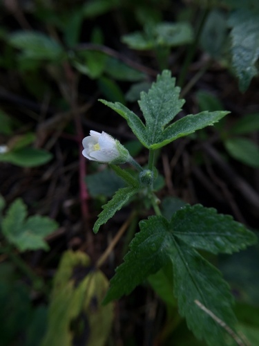Hibiscus lobatus