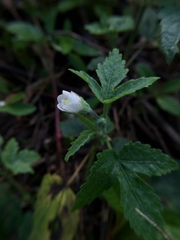 Hibiscus lobatus