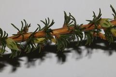 Aspalathus rectistyla