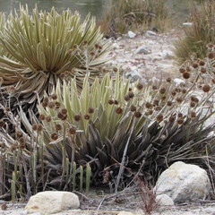 Espeletia colombiana