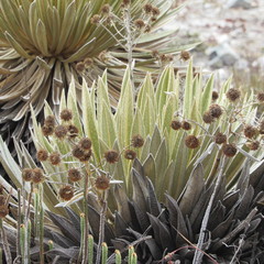 Espeletia colombiana