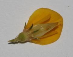 Aspalathus rectistyla