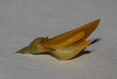 Aspalathus rectistyla