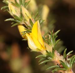 Aspalathus rectistyla