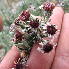 Linochilus rhomboidalis