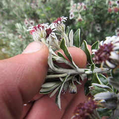 Linochilus rhomboidalis