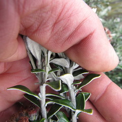 Linochilus rhomboidalis