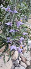 Solanum nitidum