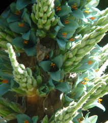 Puya × berteroniana