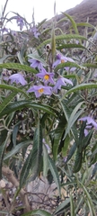 Solanum nitidum