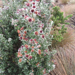 Linochilus rhomboidalis