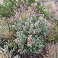 Linochilus rhomboidalis