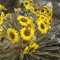 Espeletia colombiana