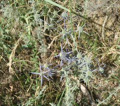 Eryngium caeruleum