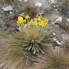 Espeletia colombiana