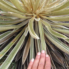Espeletia colombiana