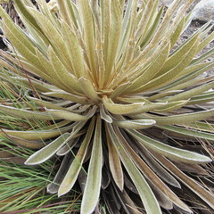 Espeletia colombiana