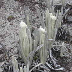 Senecio cocuyanus