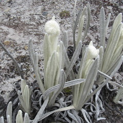 Senecio cocuyanus