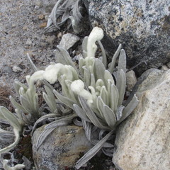 Senecio cocuyanus