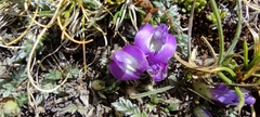 Astragalus uniflorus