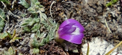 Astragalus uniflorus