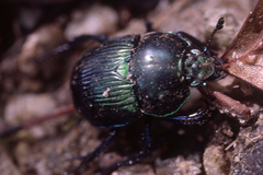 Phelotrupes auratus