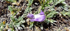 Astragalus uniflorus