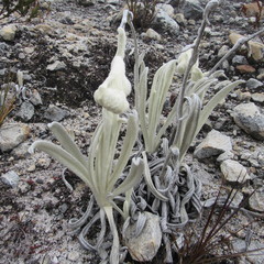 Senecio cocuyanus