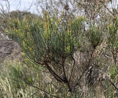 Allocasuarina pusilla