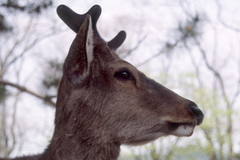 Cervus nippon