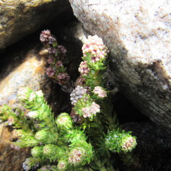 Alchemilla hispidula