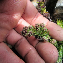 Alchemilla hispidula