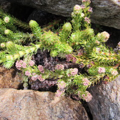 Alchemilla hispidula